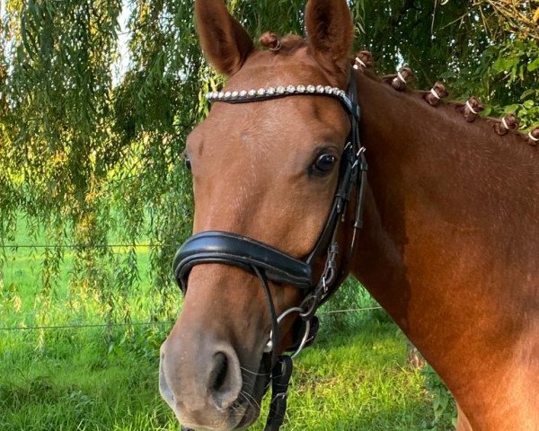 horse Deep Space YS (German Riding Pony, 2019, from Deukalion B)