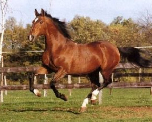 stallion Epsom AA (Anglo-Arabs, 1970, from Ventoux AA)