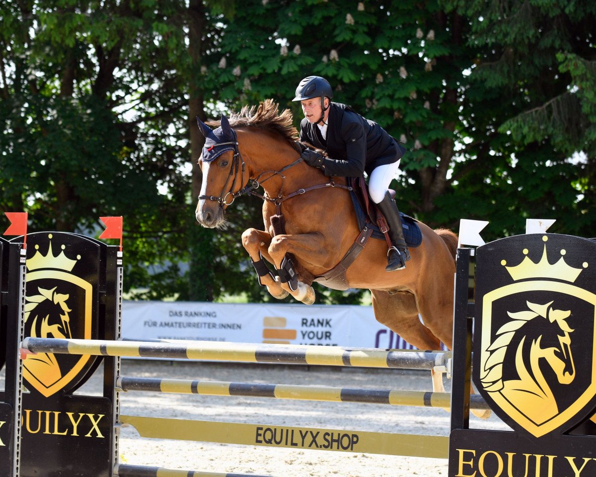 Springpferd Candy Crush 19 (Hannoveraner, 2017, von Chacoon Blue)