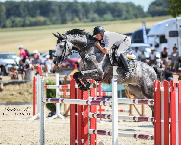 Springpferd Mammut 7 (Westfale, 2016, von Comme il Faut)