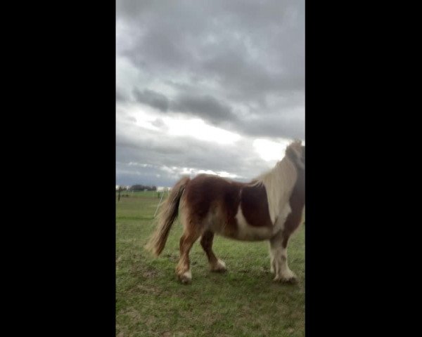 Video di Dolly Dot v.d. Vensteeg