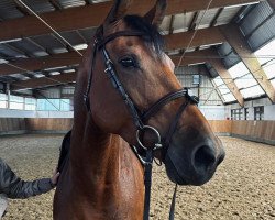 Springpferd Tysonette (Irisches Reitpferd, 2017, von Tyson)