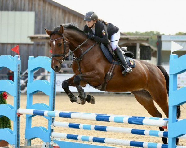 Springpferd Champagne (Westfale, 2013, von Camax L)