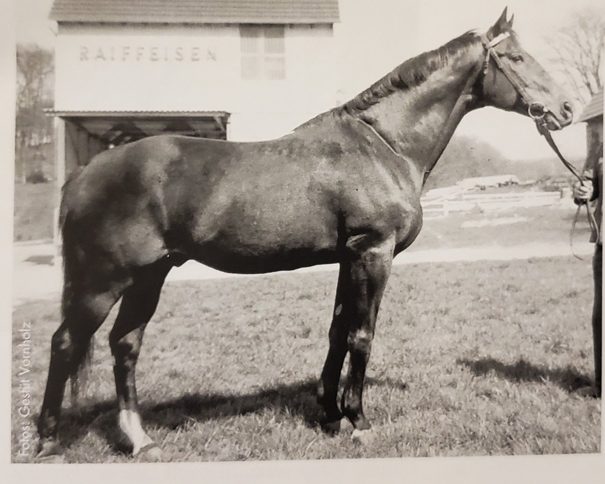 Plemeník Usurpator xx (Anglický plnokrevník, 1951, od Orator xx)