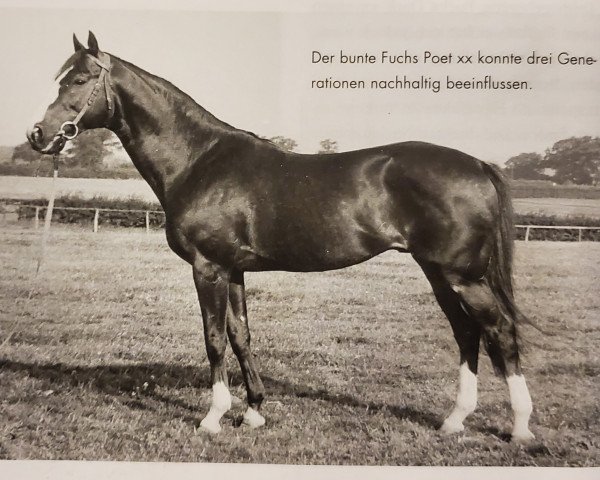 stallion Poet xx (Thoroughbred, 1941, from Janitor xx) stallion Poet xx (Thoroughbred, 1941, from Janitor xx)