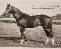 stallion Poet xx (Thoroughbred, 1941, from Janitor xx)