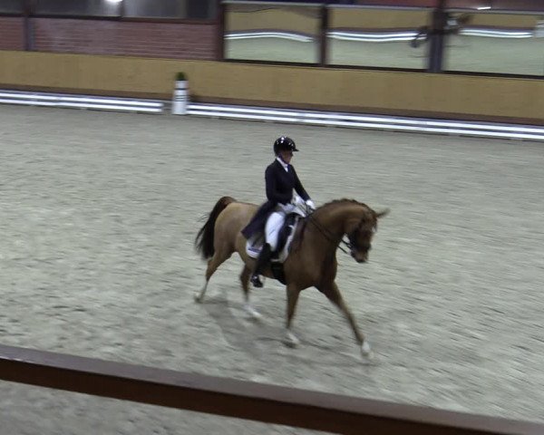 Reitturnier Hamburg-Friedrichshulde/Sylva Kuhrt 2023