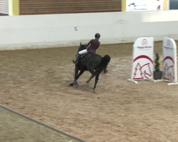 Springturnier Stadl-Paura 2023