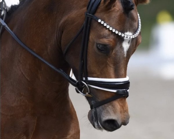 Pferd Assenmacher’s Glücksritter (Deutsches Reitpony, 2019, von HET Golden Dream)