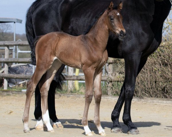 horse Secret Surprise E (Hanoverian, 2023, from Secret) horse Secret Surprise E (Hanoverian, 2023, from Secret)