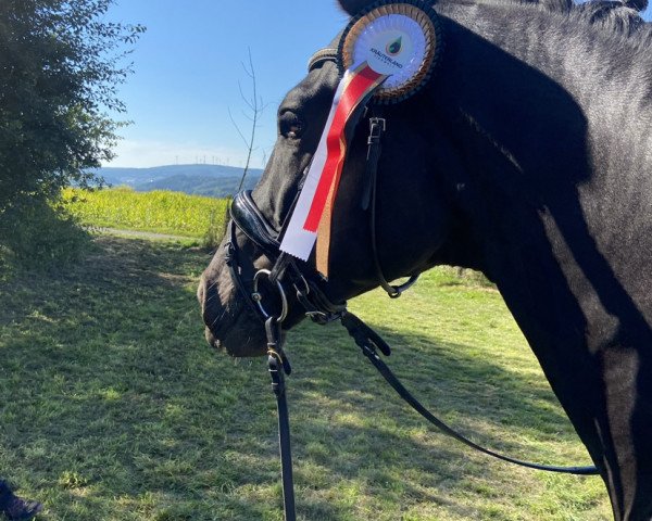 dressage horse Dädalus 7 (Trakehner, 2016, from All Inclusive)