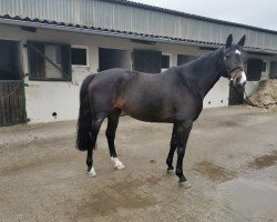 jumper Contessa N 3 (Holsteiner, 2013, from Connor 48)
