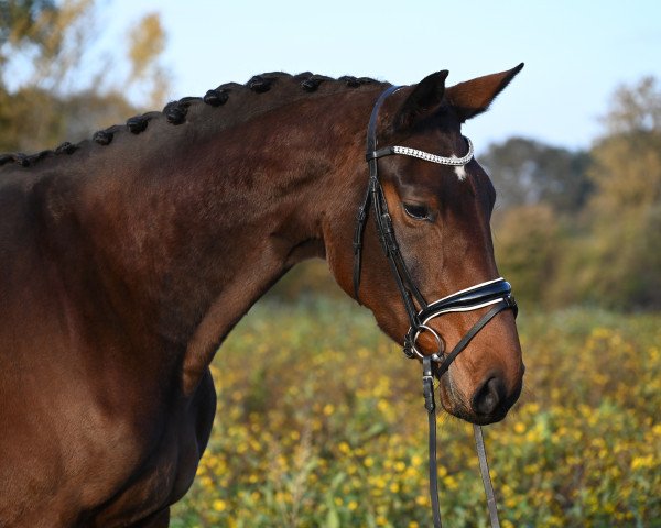 Pferd Feelija's Flurry (Westfale, 2020, von First Deal)