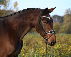 horse Feelija's Flurry (Westphalian, 2020, from First Deal)