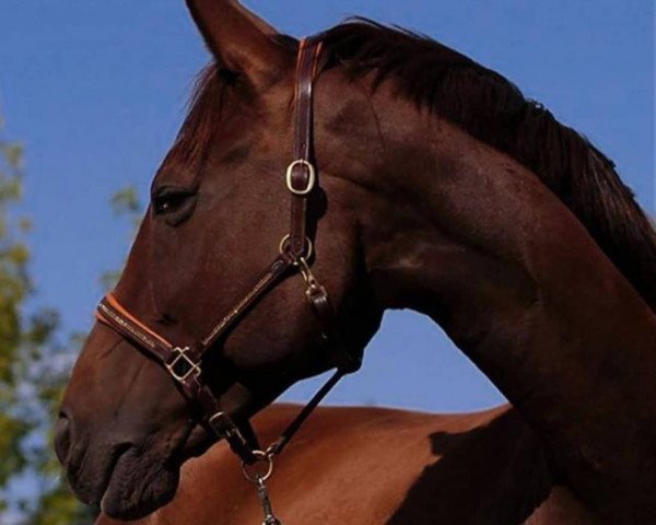 jumper Sisco C (German Warmblood, 2003, from Samenco II K)