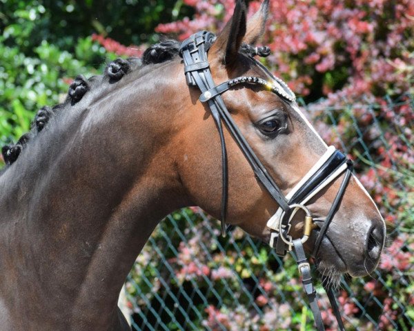 horse Cox Casino Kiss (German Riding Pony, 2019, from Casino Gold)