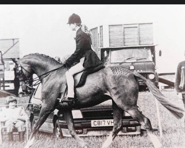 Pferd Ashlands Easter Tide (British Riding Pony, 1980, von Nutcombe Ashley of Oakley)