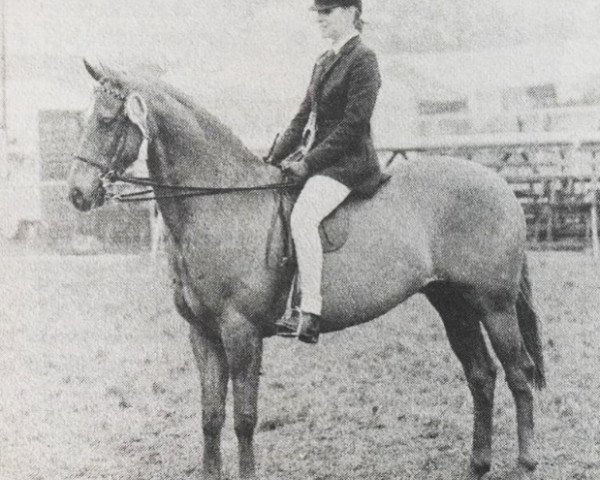 horse Chinook Majestic (British Riding Pony, 1976, from Rosevean Wild Fire)