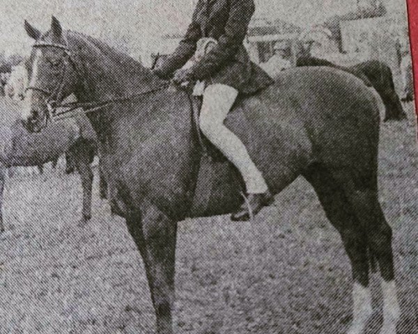 horse Chinook Tweed (British Riding Pony, 1979, from Chinook Majestic)
