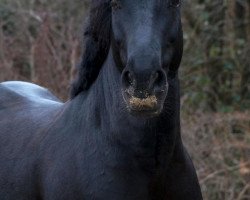 Dressurpferd All Black 3 (Pony ohne Rassebezeichnung, 2011)