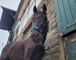 horse Theo (Westphalian, 2017, from Top Berlin)