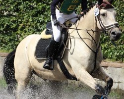 jumper Faolan Fear Bui (Connemara Pony, 2015, from Ross Fear Bui)