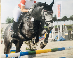 jumper Camilla 161 (Oldenburg show jumper, 2015, from Campamento)