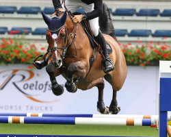 jumper Epure de B'Neville (Selle Français, 2014, from Bisquet Balou C)