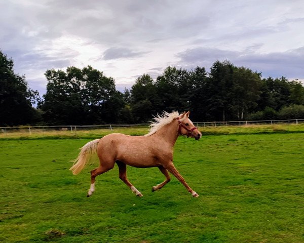 horse Bibi (German Riding Pony, 2021, from D-Gold AT NRW)