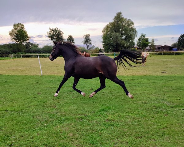 broodmare Bijou II (German Riding Pony, 2012, from Strahlemann)