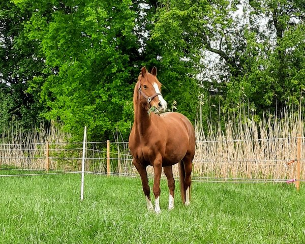 broodmare Ballerina (German Riding Pony, 2010, from Orchard Boginov)
