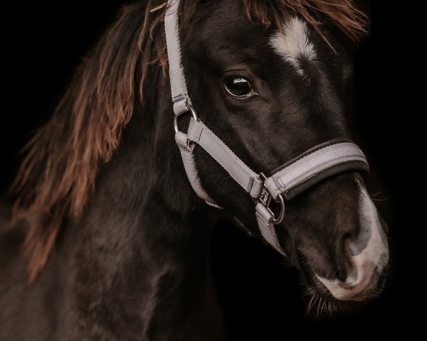 horse Cocolina S (German Riding Pony, 2023, from Cadlanvalley Sir Ivanhoe)