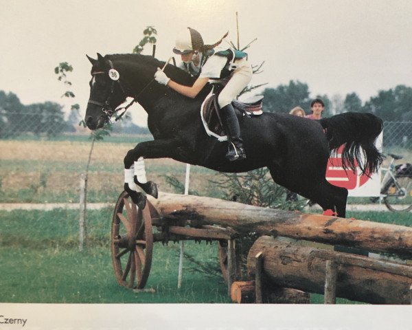 Deckhengst Giglbergs Cappuccino (Deutsches Reitpony, 1981, von Downland Chorister) Deckhengst Giglbergs Cappuccino (Deutsches Reitpony, 1981, von Downland Chorister)