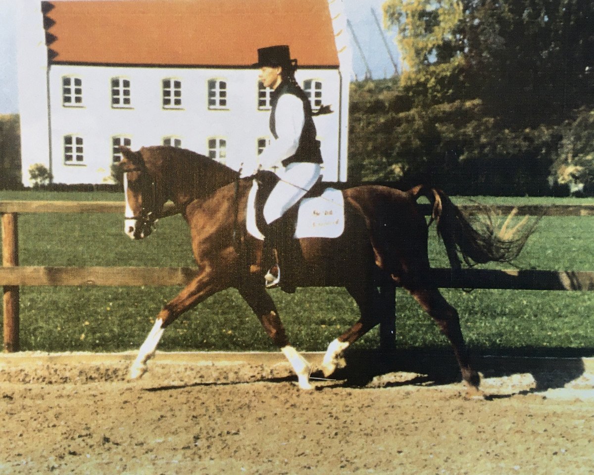 stallion Dempsy Denny S (German Riding Pony, 1986, from Conquistador)