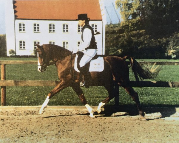 stallion Dempsy Denny S (German Riding Pony, 1986, from Conquistador)