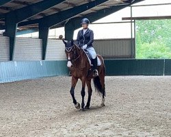 broodmare Cerlynn SHR (Holsteiner, 2012, from Clarimo Ask)