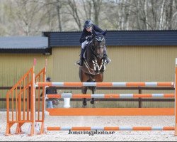 jumper Doyle (Oldenburg show jumper, 2014)