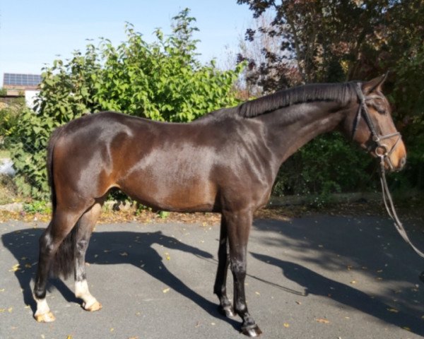 dressage horse Nadero (Oldenburg, 2015, from Nariston)