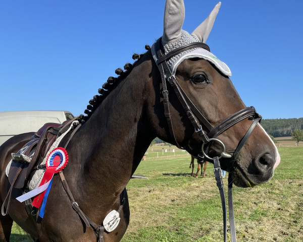 broodmare Little Dream 66 (Holsteiner, 2018, from Lauck's Locke)