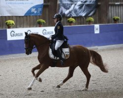 dressage horse Timberlake Sh (German Riding Pony, 2009, from Timberland)
