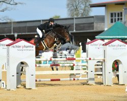 jumper Sma Donald Duck (Oldenburg show jumper, 2015, from Diarado)