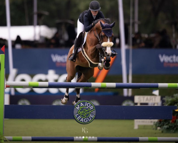 jumper Cilanto Xc Z (Zangersheide riding horse, 2014, from Chellsini Z)