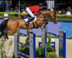 jumper In Time (KWPN (Royal Dutch Sporthorse), 2013, from Biscayo)