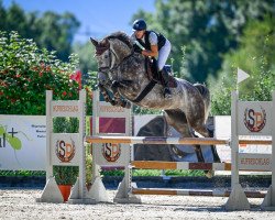 jumper Chacco White CH (Swiss Warmblood, 2018, from Chacoon Blue)