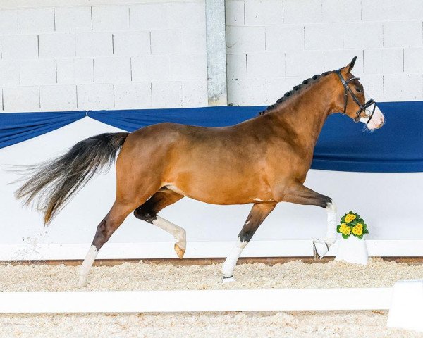 Pferd Heiligenbergs Feuer Frei (Deutsches Reitpony, 2020, von Fürst Samarant)