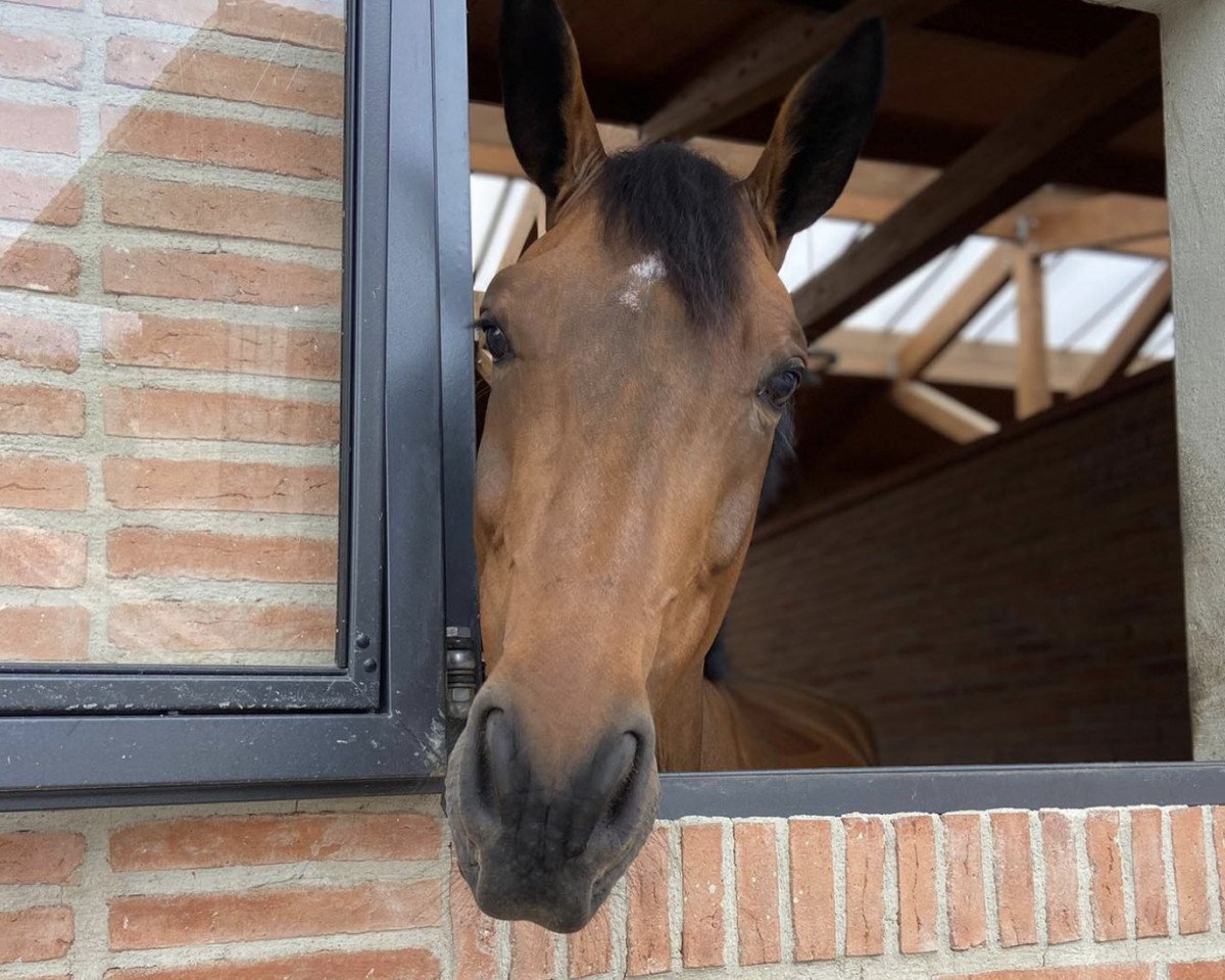 Springpaard Delirium Zoetendaele Z (Zangersheide Rijpaard, 2016, van Diamant de Semilly)
