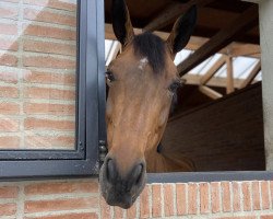 jumper Delirium Zoetendaele Z (Zangersheide riding horse, 2016, from Diamant de Semilly)