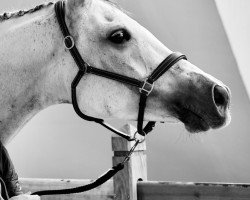 broodmare Annerose (Trakehner, 2015, from Dschehim ox)