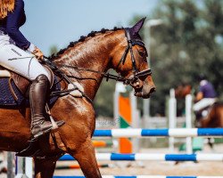 jumper Mazel Tov Sina (KWPN (Royal Dutch Sporthorse), 2017, from Connect)