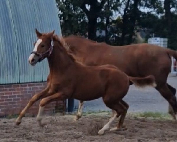 broodmare Daily Sunrise SK (Little German Riding Horse, 2023, from Bon Royal)